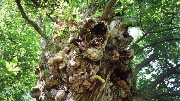 sentier-du-caracutu_galmedium1